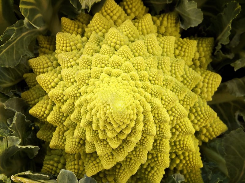 Fantastical Plant